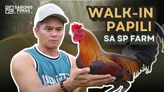 Episode 6 BREEDING 101  Walkin papili ng Manok Gamefarm [upl. by Demahom706]