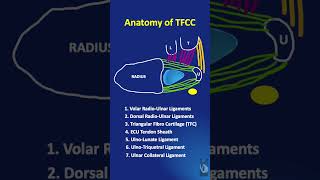 Shorts 31 Simplified anatomy of Triangular Fibro Cartilage ComplexTFCC  in less than a minute [upl. by Nauqes]