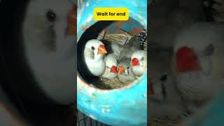 Finches friendship ☺️  Zebra finch cute moments  zebrafinch finch birds shorts pets cute yt [upl. by Pierrepont]