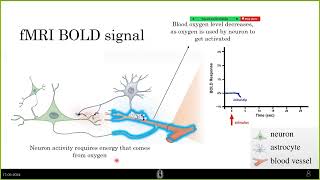 What exactly is the fMRI signal  BOLD signal  Resting State fMRI [upl. by Debora97]