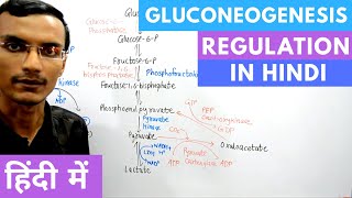 Regulation of Gluconeogenesis in Hindi [upl. by Barri9]