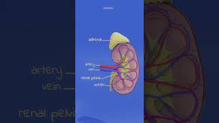 kidney anatomy and physiology animation humananatomy anatomy biology humanorgansystem [upl. by Wootten]