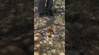 Time to rest Serengeti National Park Tanzania animals wildlife lion [upl. by Attelrahc]