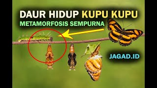 Daur Hidup Kupu Kupu  Metamorfosis Sempurna dan Lengkap [upl. by Newmark233]