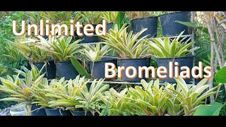 Blushing Bromeliads  How to propagate [upl. by Jennie391]