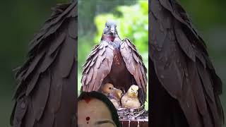 Khushiyan Deti Hai Dukh Le Leti Hai birds song love viral shorts video YouTube [upl. by Eadahs]