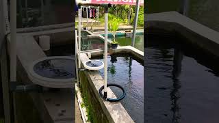 Perbedaan Diffuser vs Uniring untuk aerasi kolam ikan [upl. by Deb]