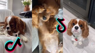 😍 Cutest Cavalier King Charles Spaniel Dog 😂 Funny and Cute Cavalier Puppies and Dogs Videos [upl. by Essam]