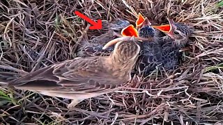 African pipit Birds bring very large locusts to feed their young [upl. by Pennie]