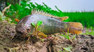 Village Orphan boy Caught Big Fish Using Plastic Bottles  Fishing Video In Pond [upl. by Aldarcie157]