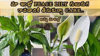 పీస్ లిల్లీ  Best Indoor Plants For Living Room  Air Purifying Indoor Plant  Sneha Indluru [upl. by Nyladnohr]