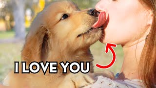 13 Signs Your Dog Loves You 8 Shows Unseen Affection [upl. by Elleryt]