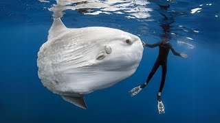 Sunfish 🐠 The GIGANTIC Fish with No Tail [upl. by Soracco333]