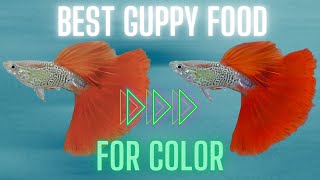 Guppy Fish Care  How Can I Enhance My Guppy Color 11 Easy Tips [upl. by Ydnahs343]