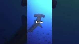 12 Fascinating Facts About Hammerhead Shark wildanimalfacts hammerheads fyp viralshorts [upl. by Bradstreet]