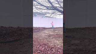 Raking leaves in our backyard shortsvideo [upl. by Wasson]