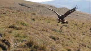 Aquila in picchiata su fotografo [upl. by Mitchiner]