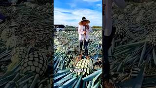 Agave  proses pembuatan TEQUILA [upl. by Preston]