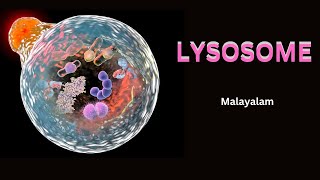 Lysosomes  Malayalam  Dr RaniSDharan [upl. by Mirabelle]