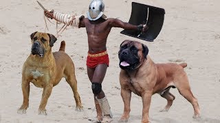 10 Most Powerful Mastiff Dog Breeds [upl. by Yelssew17]