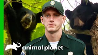 Game Wardens Help Stray Bears  North Woods Law [upl. by Retnyw]