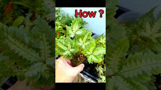 Revive Your DEAD FERN in Minutes fern garden plants [upl. by Brooking12]