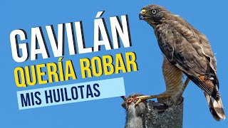 GAVILÁN QUERÍA ROBAR MIS PALOMAS [upl. by Osric]