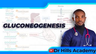 Metabolism  Gluconeogenesis amp Clinical Correlates [upl. by Ilocin]