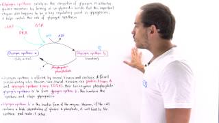 Glycogen Synthase Regulation [upl. by Ahsekim182]