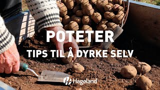 Poteter  tips til å dyrke selv [upl. by Shandy]