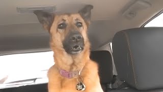 German Shepherd dog suddenly realizes he is at the vet🤣 [upl. by Kemp]