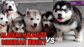 ANJING ALASKAN MALAMUTE VS SIBERIAN HUSKY [upl. by Nafis]