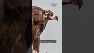 Cinereous Vulture  Species Fact Card [upl. by Lamrert267]