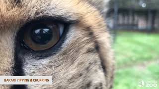 Cheetah Awareness Day  Vocalizations [upl. by Neiluj427]