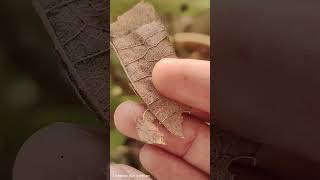 Leaf miner bug bug beautiful nature trivia insect devnadi theotherside [upl. by Behrens]