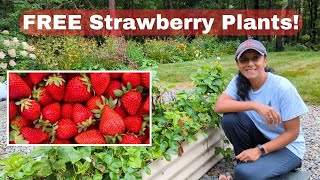 Get Free Strawberry Plants From Runners [upl. by Ear]