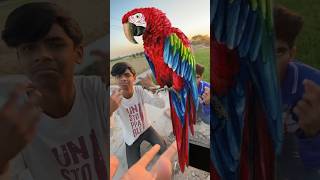 Red Macaw Parrot Chori Ho Gaya [upl. by Aisac]