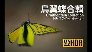 Birdwing Butterflies Ornithoptera collection [upl. by Nikita964]