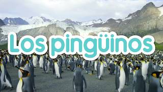 Los Pingüinos para niños en Español con vídeos [upl. by Eide]