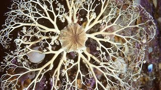 Facts The Basket Star [upl. by Suravaj]