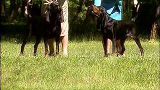 Black and Tan Coonhound  AKC Dog Breed Series [upl. by Thessa393]