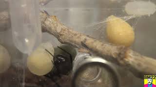 Black Widow Spider Lays Two Egg Sacs in Three Days [upl. by Ynnor743]