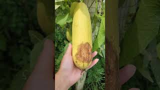 Secrets of Harvesting Luffa for Easy Peeling luffa loofah plants garden gardeningtips sponge [upl. by Seravat]