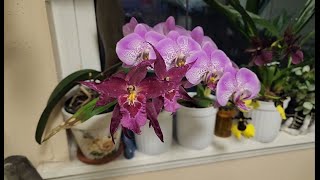 July Orchids in bloom and quick update [upl. by Leumek]