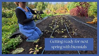 Preparing for Spring Planting Biennial Seedlings for Stunning Spring Blooms [upl. by Novrej]