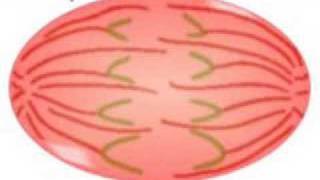 Meiosis Prophase 1 sub stages  Leptotene Zygotene Pachytene Diplotene and Diakinesis botany [upl. by Itisahc884]