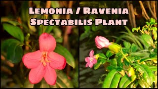 Information on Lemonia Plant Tips to Grow and Care Ramiyas Gardening [upl. by Astri]