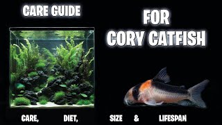 CORY CATFISH  care guide  the best catfish [upl. by Gaskin519]