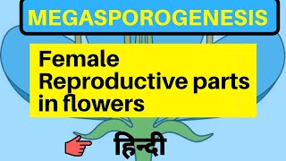 Megasporogenesis class 12 by be educated in hindi [upl. by Aicinoid778]