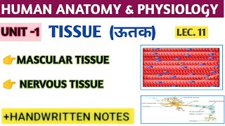 MASCULAR TISSUE AND NERVOUS TISSUE ।। Bpharma 1st semester ।। with easy notes।। [upl. by Ainesy]